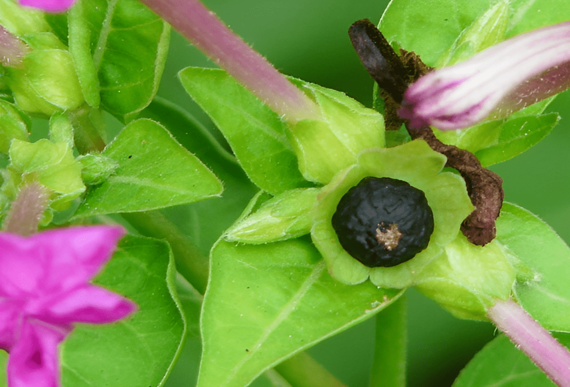 和龙葵的高度差不太多,夜饭花的根系和龙葵,牛筋草,接骨草,杠板归,石