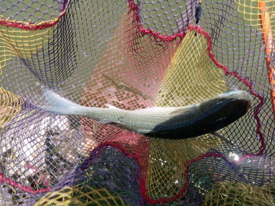 2022年我还是那个称职的乌(鲻)鱼猎手!_乌头_上岸_乌鱼