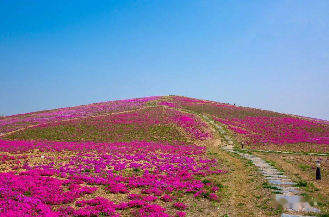 又见华佗百草园|看,鹿鸣山_冰花_开园_樱花