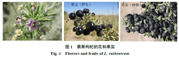 组学技术在黑果枸杞资源研究中的应用_我国_花青素_果实
