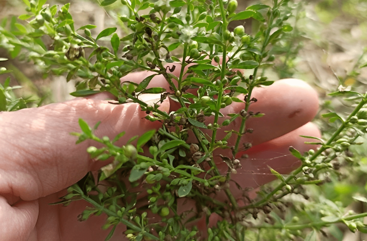 治疗感冒的草药图片