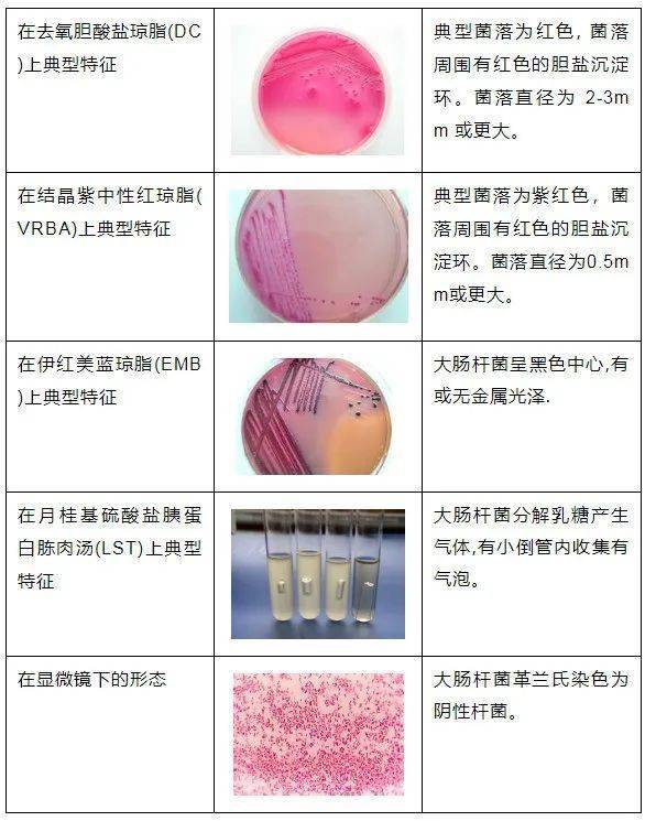 各种细菌的图片和简介图片