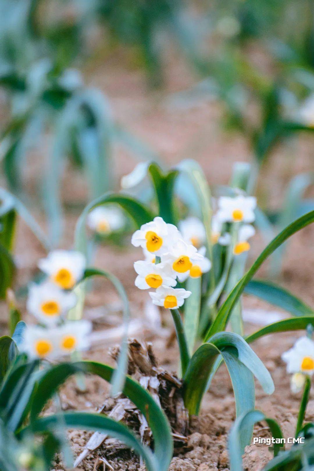 平潭水仙花图片