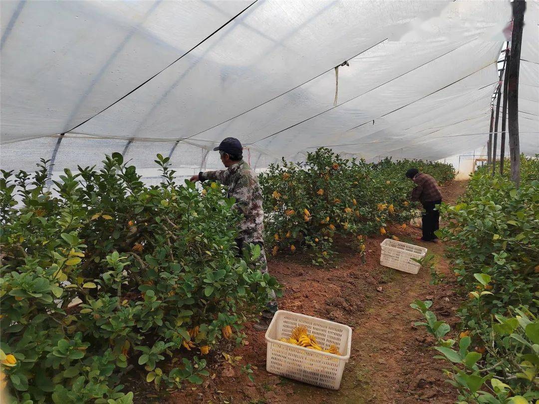 新春走基层丨get世界目光,看"金佛手"如何香飘万里