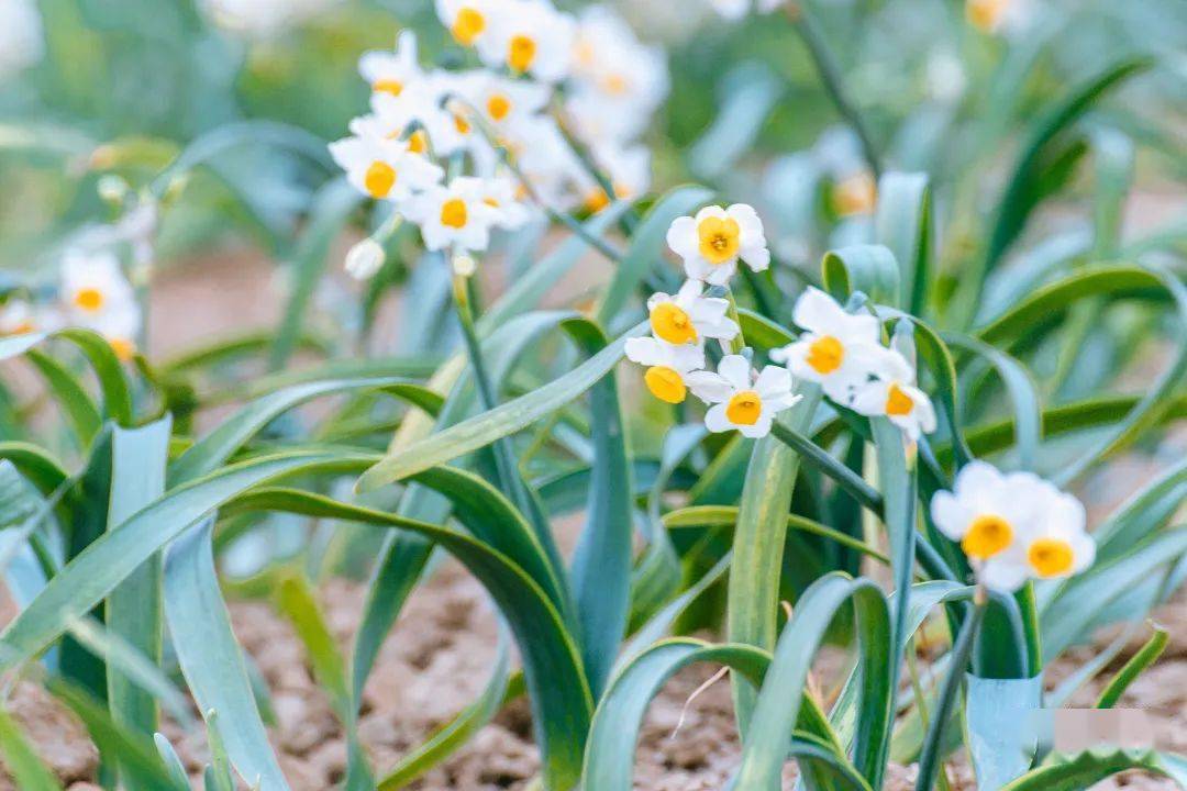 平潭水仙花图片