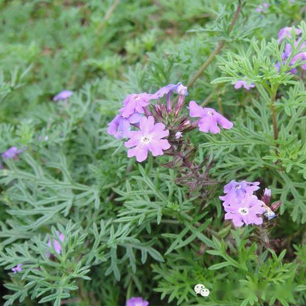 美女樱株丛矮密,花繁色艳蔓马缨丹又名紫花马缨丹,常绿灌木.