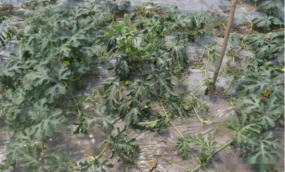 三,西瓜猝倒病与枯萎病的区别之处西瓜猝倒病主要发生在育苗期和幼苗