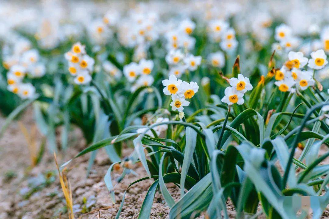 平潭水仙花图片