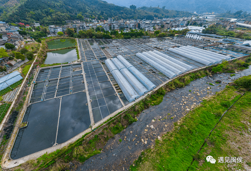 "这种叫兰寿,圆润饱满,雍容华贵,像个元宝,被誉为金鱼之王.