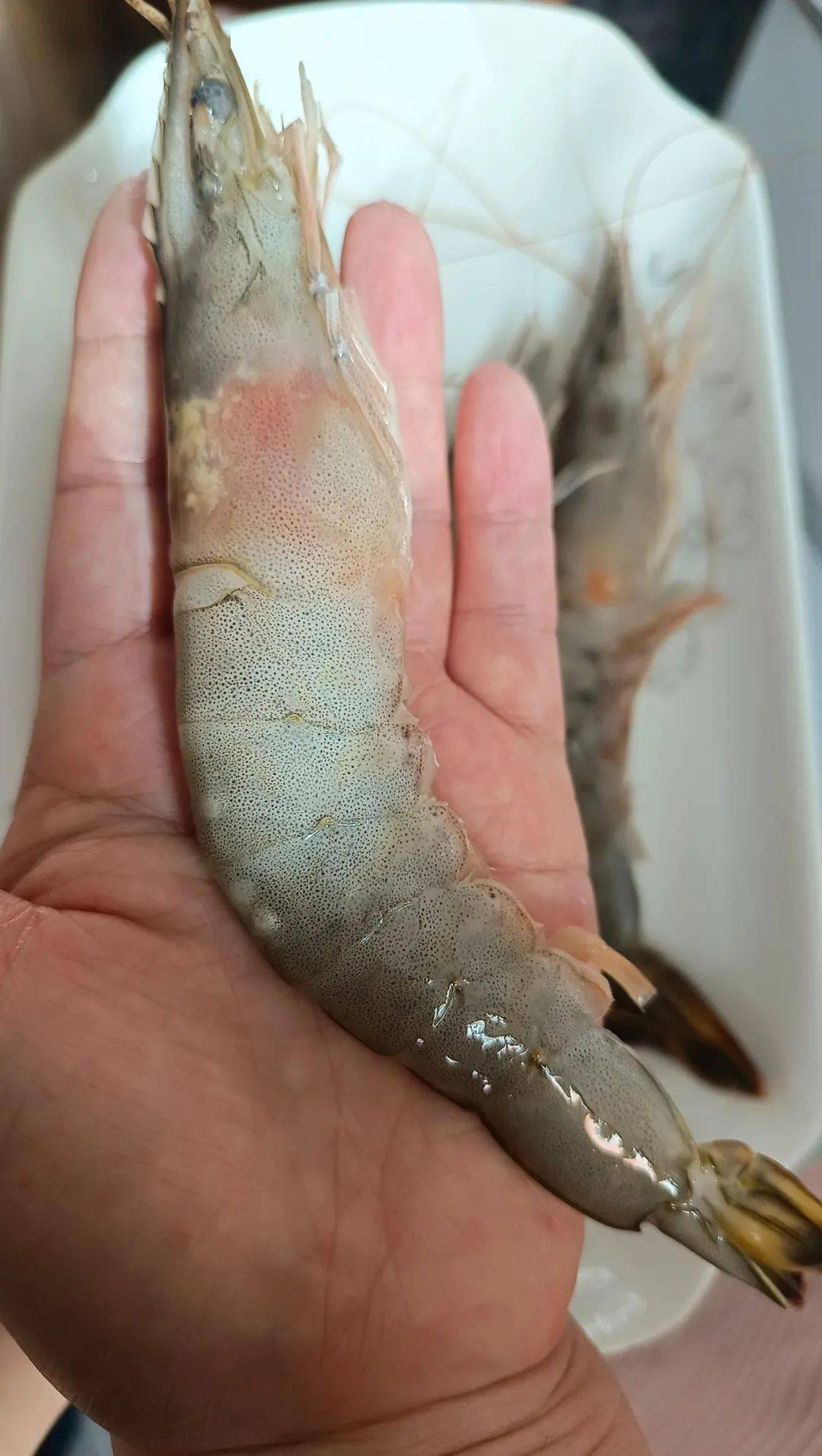 精选渤海湾大虾,正宗本地货;肉质鲜甜,红彤彤!_馈赠_清蒸_礼盒装