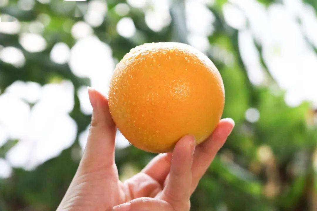 永兴冰糖橙,清甜爆汁_橙子_中国_果子
