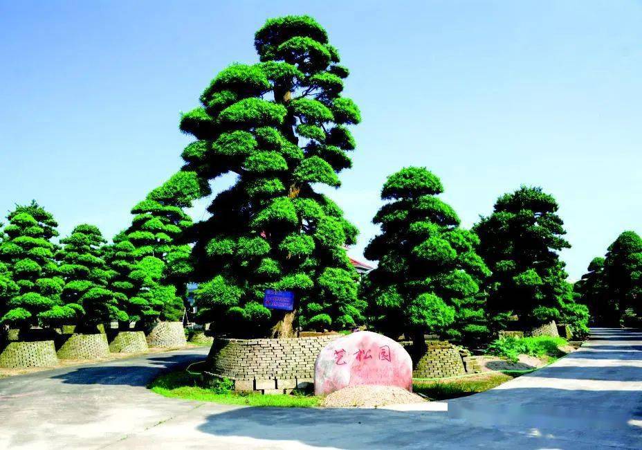 2022年11月底,一则鼓舞人心的好消息传到了柏加镇