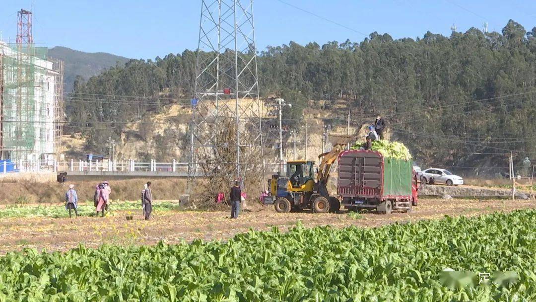 新春走基层|牟定县江坡镇:发展秋冬农业产业 拓宽农民增收渠道_种植