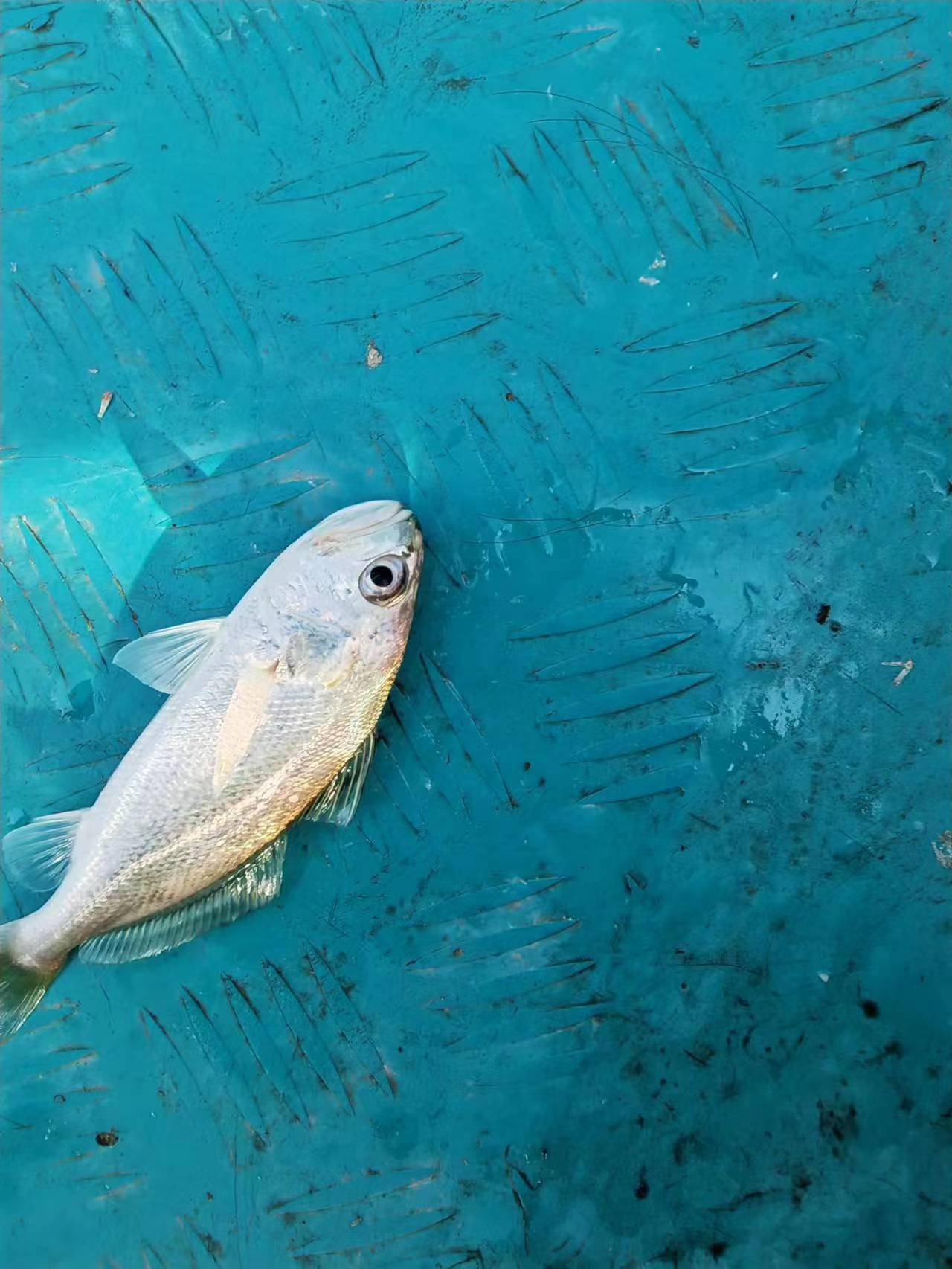 终于上鱼,小沙立一尾,不是什么正经鱼,但有鱼开口就有机会了.