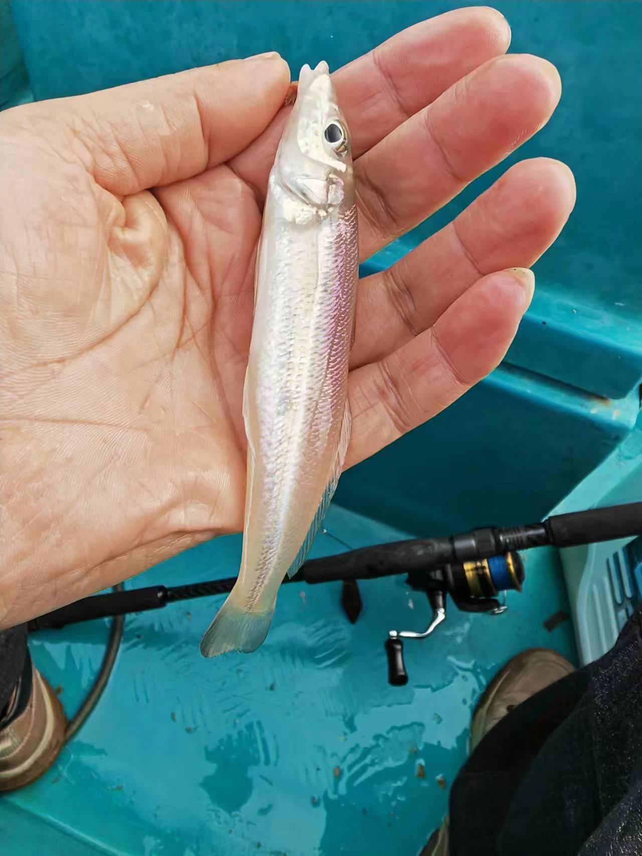 2023首钓,大亚湾难觅花滑_船家_目标_杨梅坑