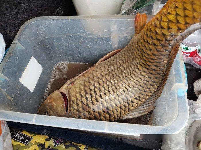 收获时好时坏;第一次收获最好,鲤鱼三条近20斤;夏季作钓前期主要以