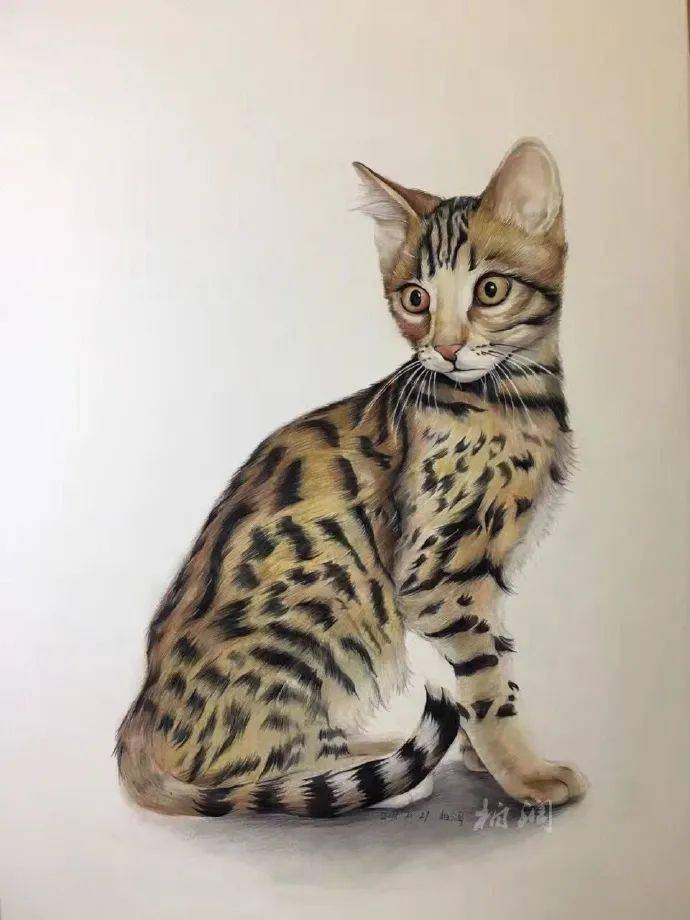 彩铅猫咪图片大全,猫咪彩铅画,猫咪彩铅画图片大全