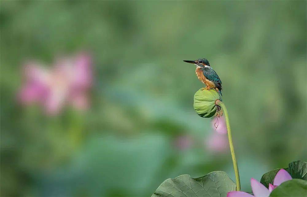 《雏鸟攀荷》 摄影 王崇德《并蒂花开》 摄影 王崇德《早莲飘暗香》