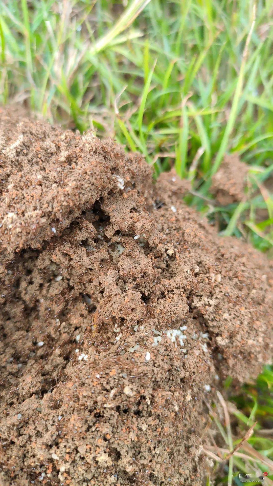 网友说此前,还有一大叔因为被蚂蚁咬差点……警惕!