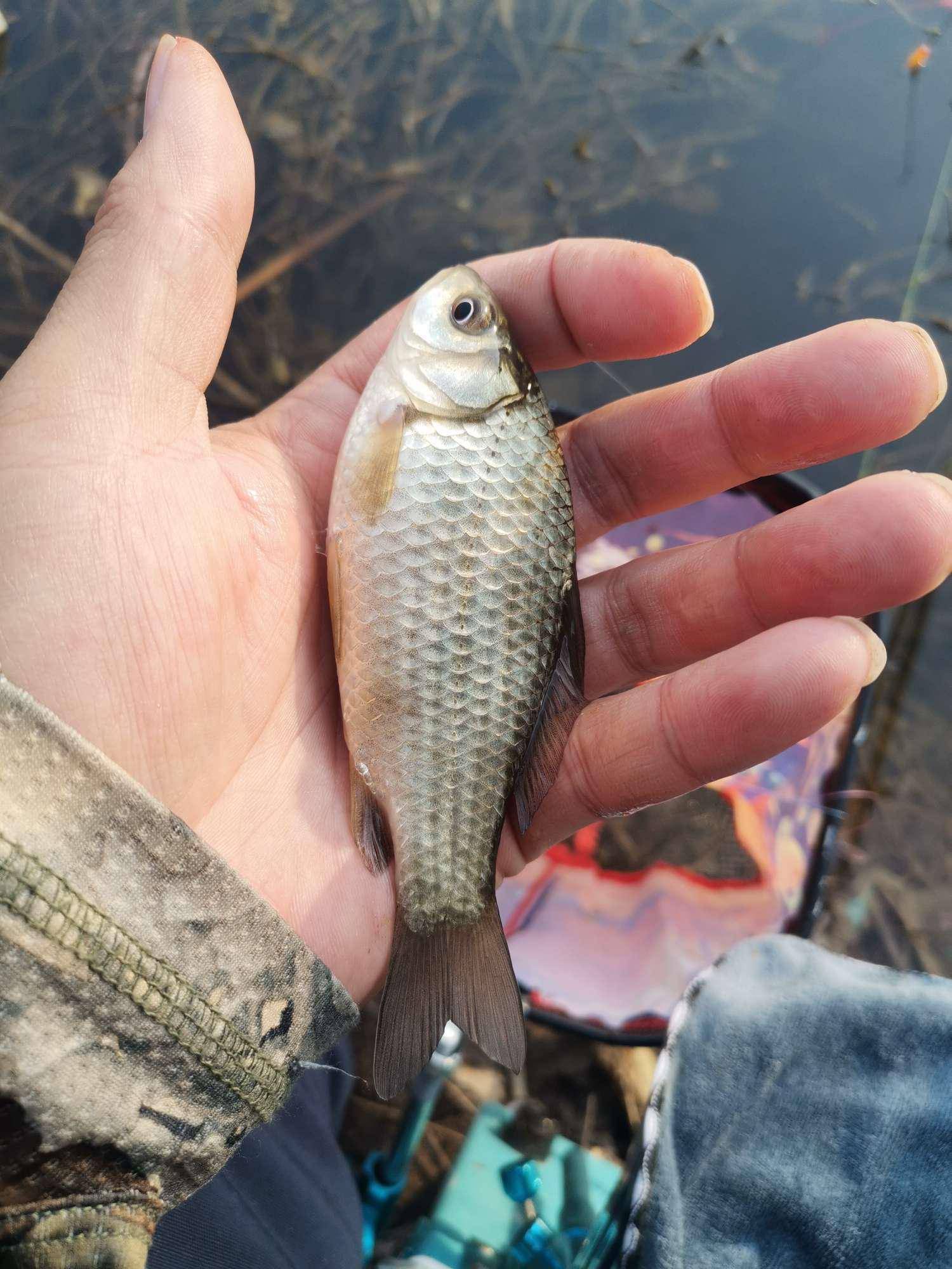 野鲫鱼爆盆!_朱官村_连杆_蒲草