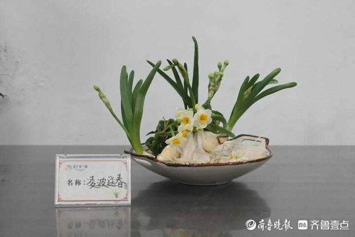 济南全国第一泉光景区迎春花展暨第十届水仙花展小年开幕