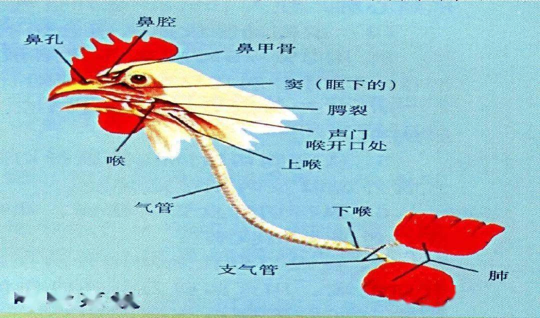 概述鸡呼吸系统的生理结构,功能 ,病症._气管_肺脏_气囊