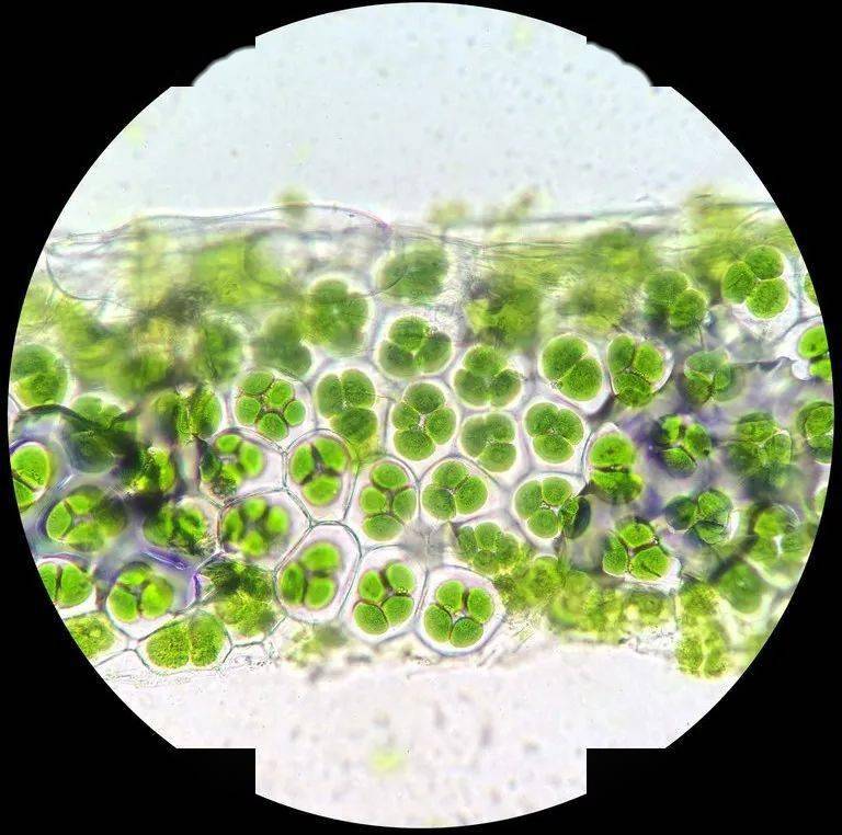 各种藻类的图片和名称图片