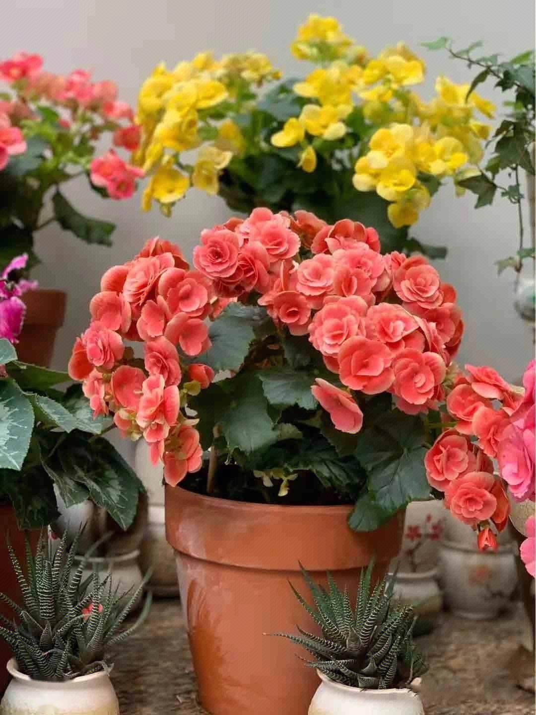 丽格海棠怎么养?做3点一直开花花大又艳就像玫瑰花