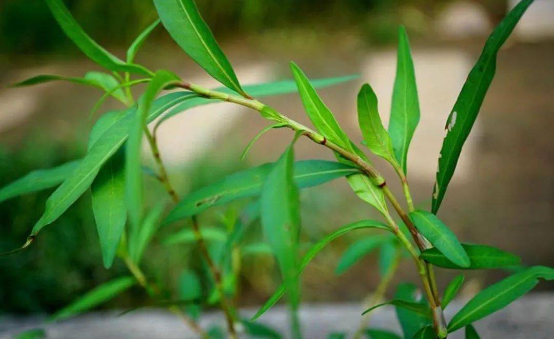 水蓼残花寂寞红——中药水蓼二三事