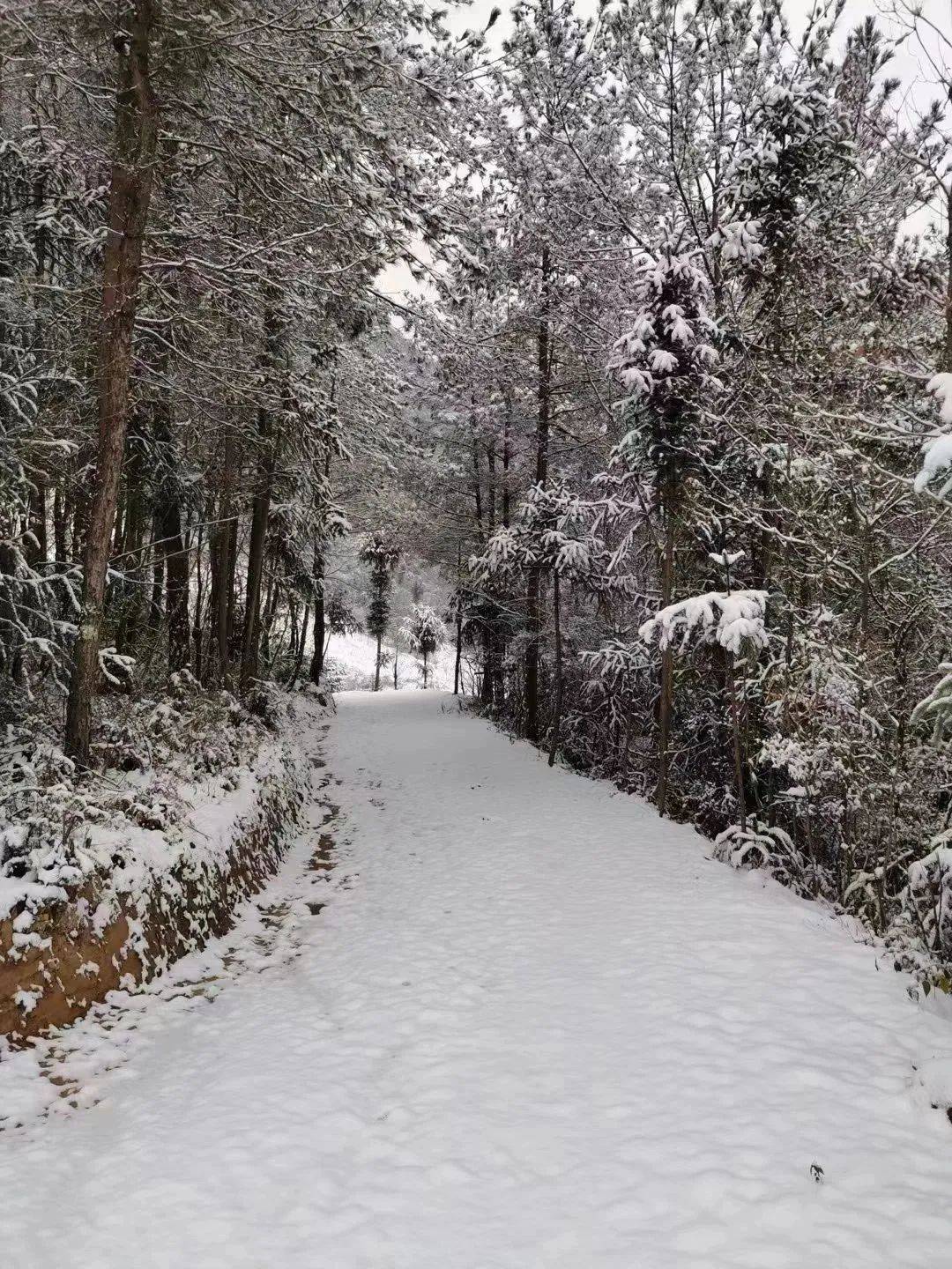 雪雪雪雪雪雪 璧山下雪了!_內容_圖片_重慶