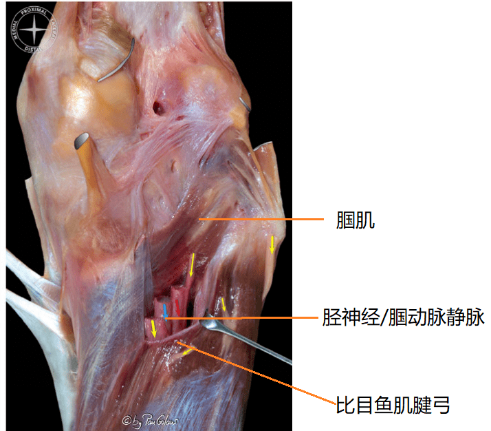 腘窝肌腱解剖图图片