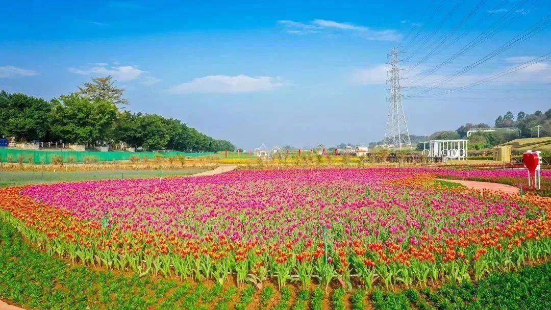 花都白坭图片