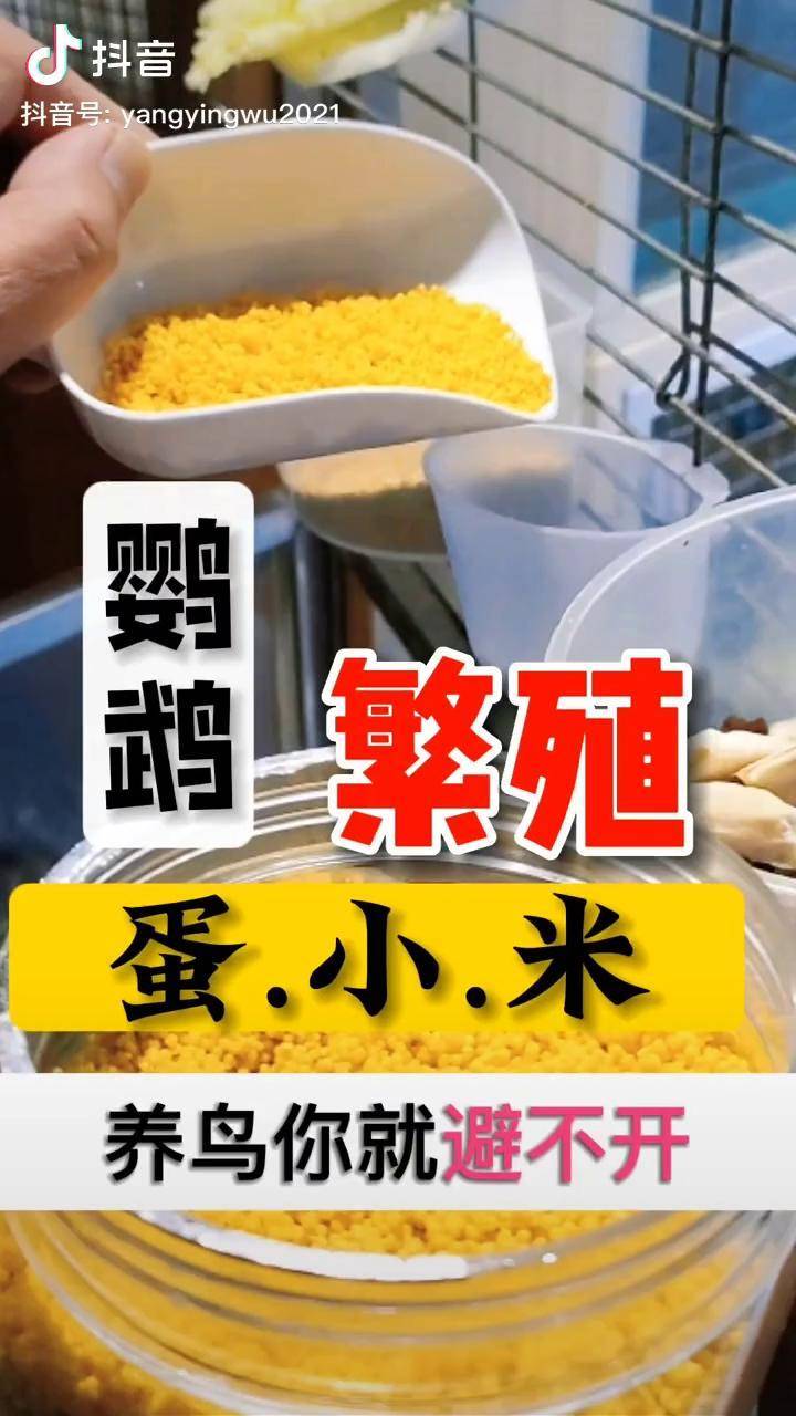 不管手养还是饲养鹦鹉你都避不开蛋小米,尤其是在繁殖期和喂食雏鸟