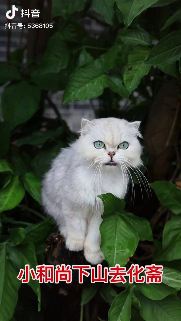 猫咪唱歌真搞笑老和尚有交代马骝仔 马骝仔搞笑 网红猫小白 外公与