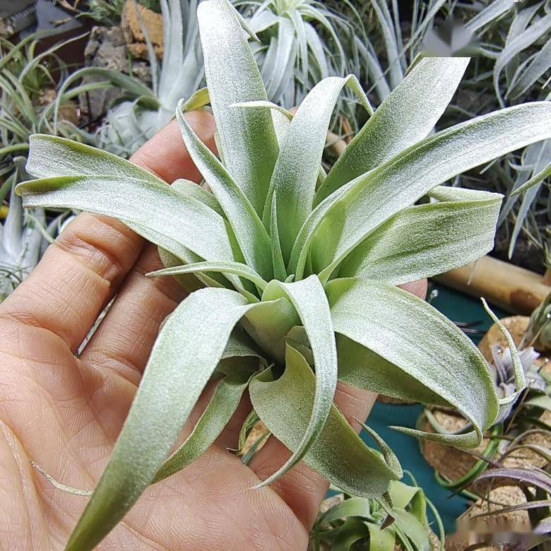 阳台难养花卉果子蔓凤梨栽培经验_植株_叶片_种植