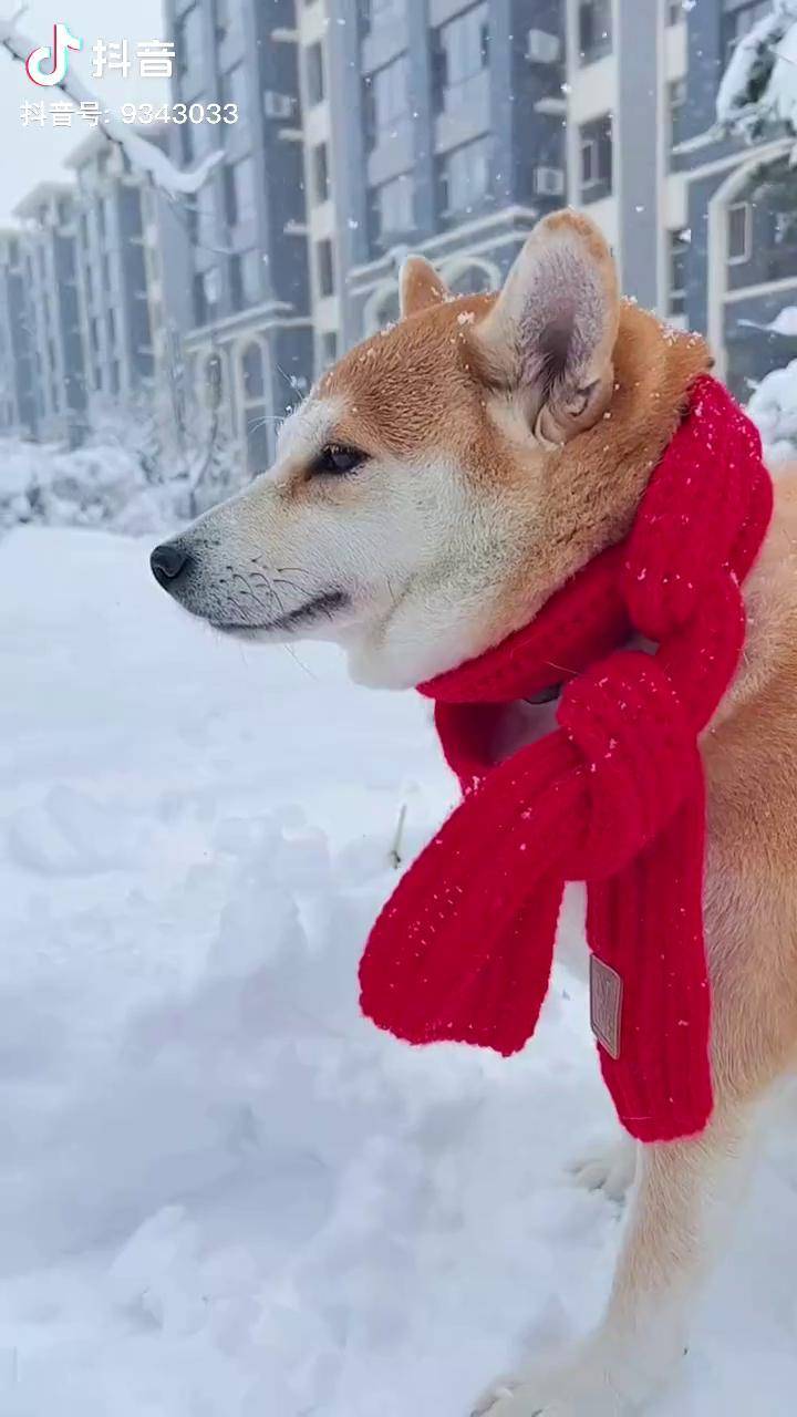 冰雪色色 红围巾限定 这个冬天会遇到心软的神吗柴犬 柴犬金十月