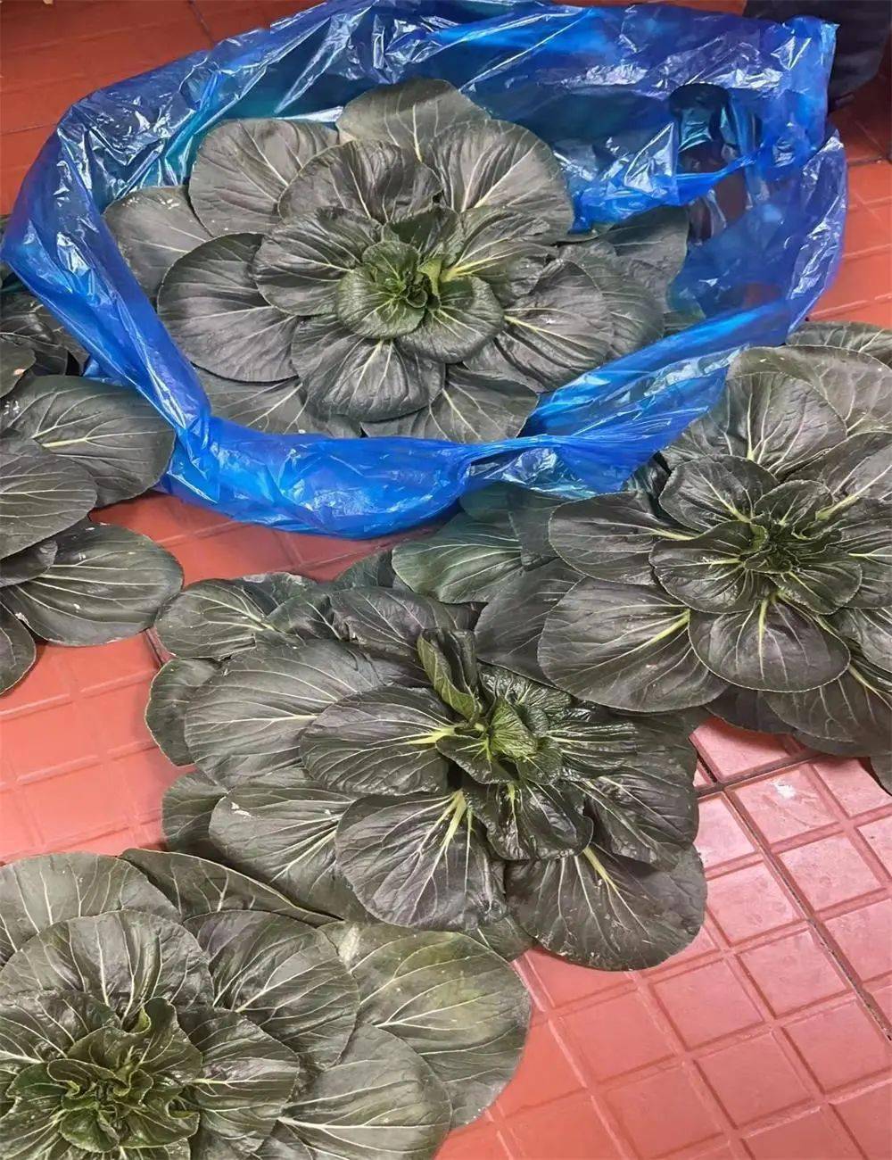 如皋黑塌菜登上央视!_发展_特色_花絮