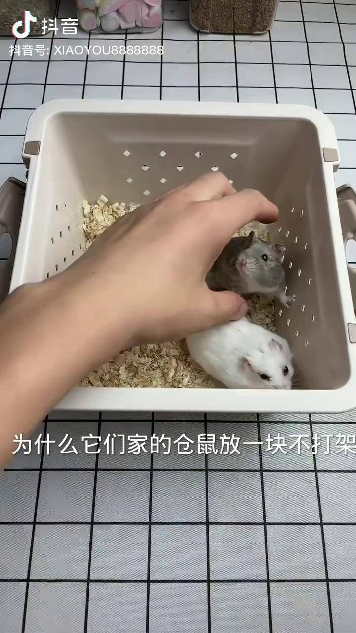 金丝熊 仓鼠 打架说明不喜欢