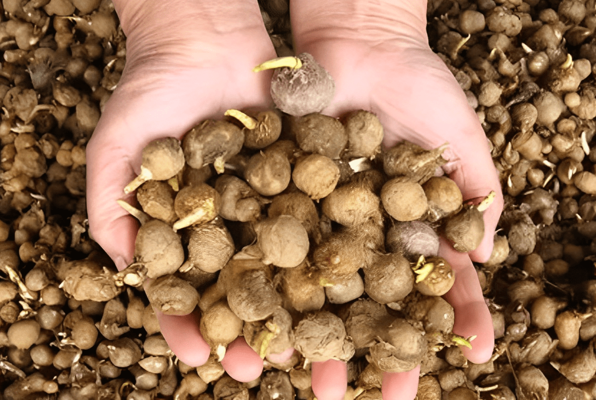 俗称"咳喘草",有着球形的根部,在农村无人不晓,十