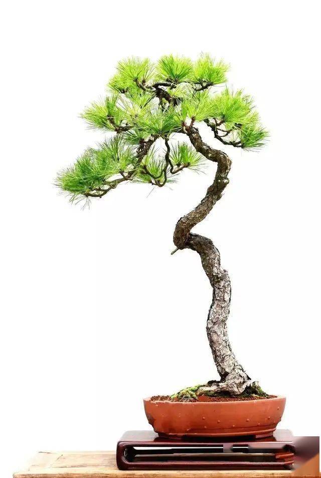 【国家级盆景大师】徐昊文人树作品赏析_cm_天目_真柏