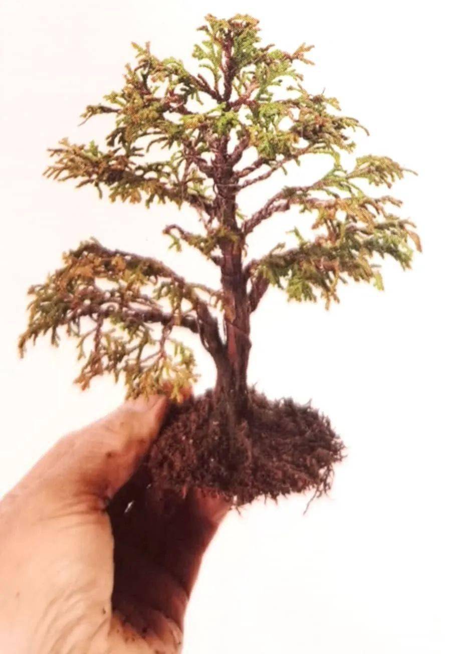 盆景案例:云片柏的叶片细密如云,一修剪,一蟠扎,立马见效!