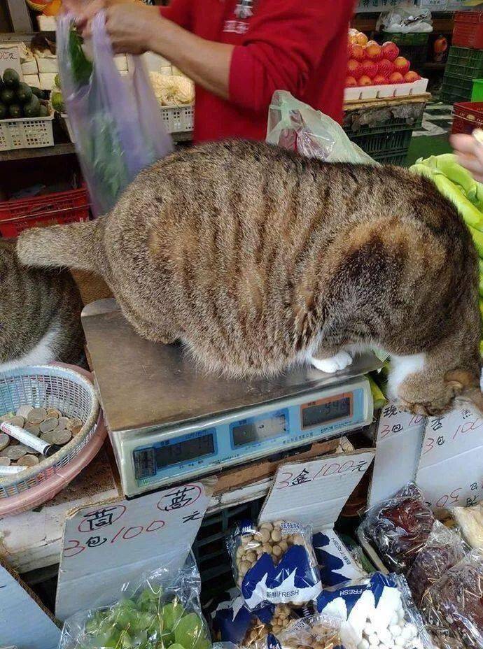 菜市场竟然能够买猫了？？？仍是100块钱3条的那种…
