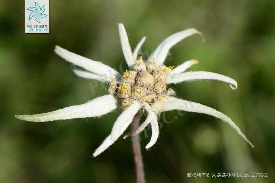 刺旋花（刺旋花下山桩怎么种植视频） 第12张