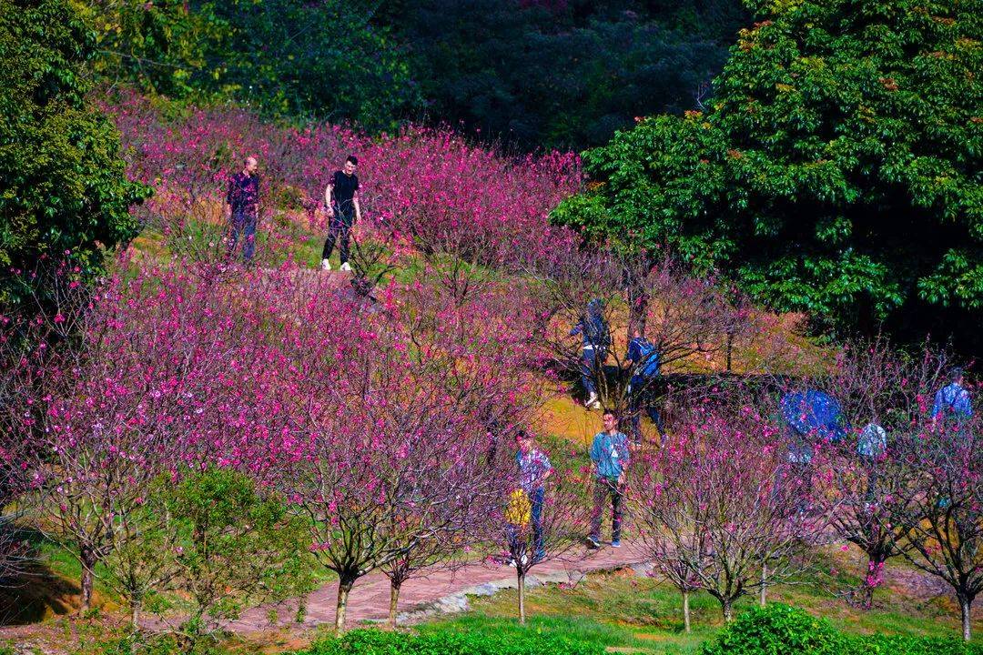 南海芳菲，已入佳期！各色花海打卡指南→