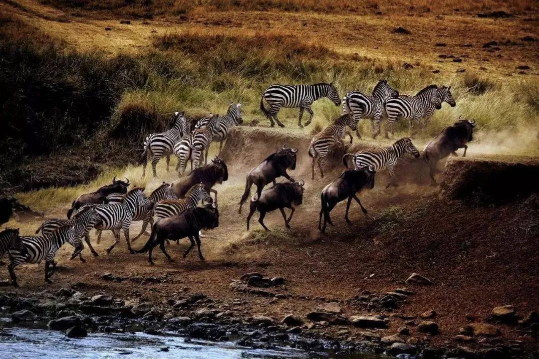 看一场动物大迁徙