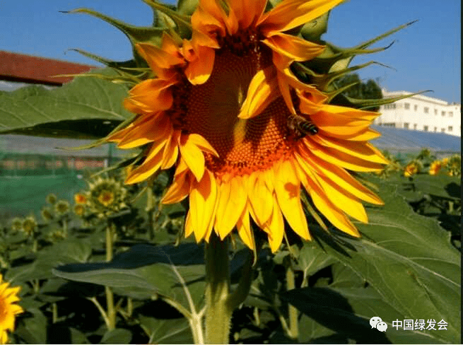 臭氧污染威胁动物安康，使传粉虫豸更难找到花朵 | 绿会国际讯