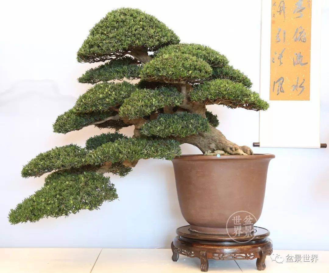最美的100盆罗汉松_cm_作品_盆景