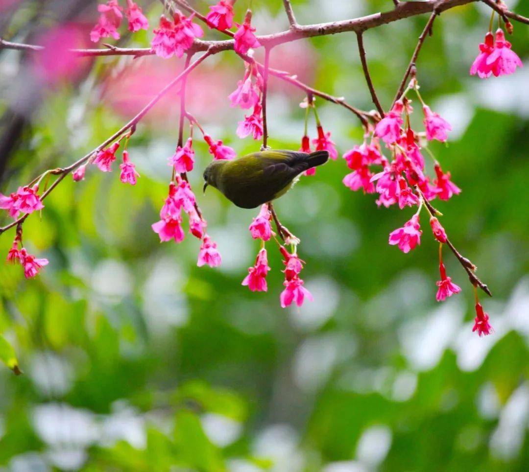 鳌峰山丛林公园樱花园百花盛放！太美了···