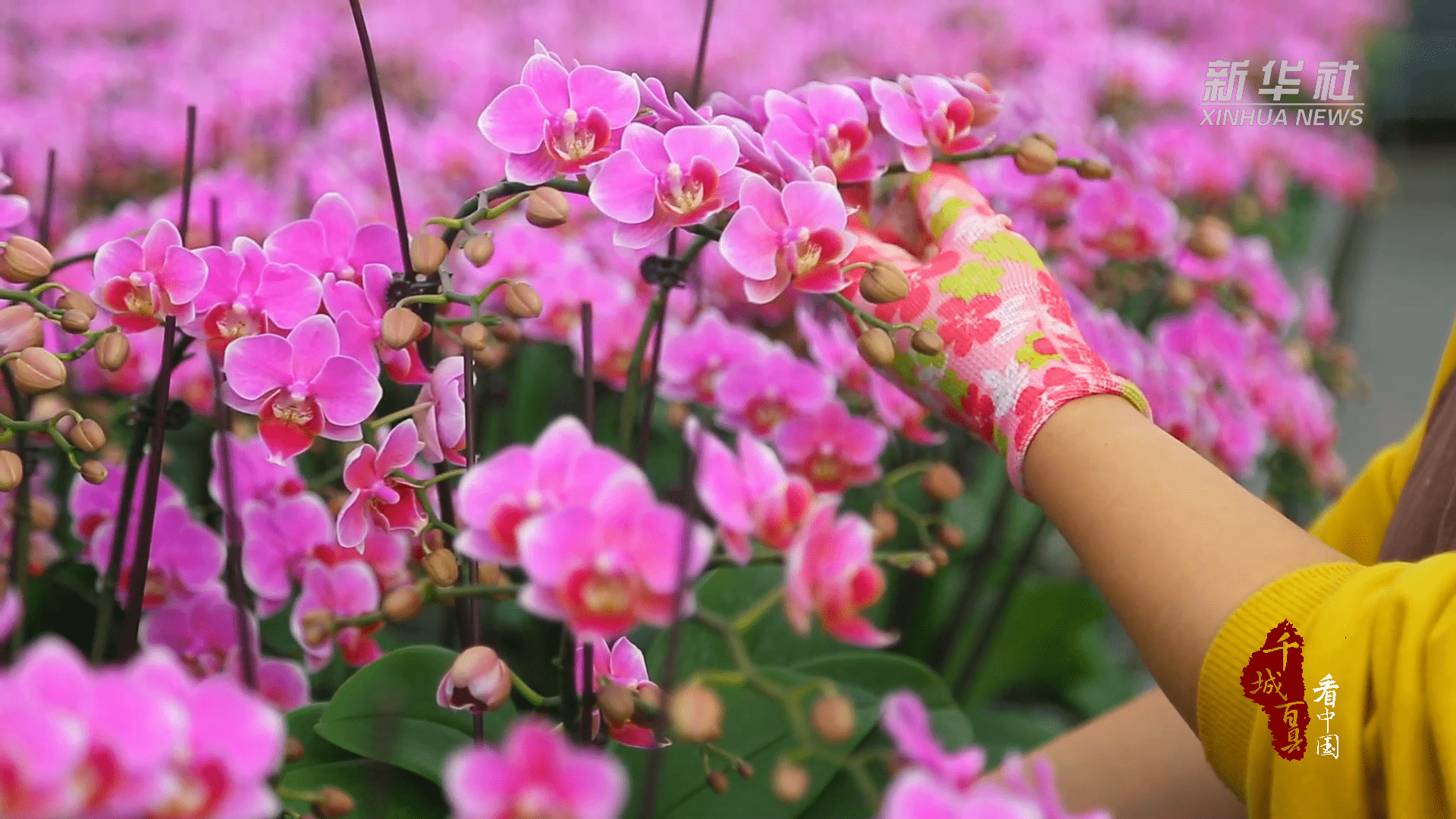 千城百县看中国｜河北保定：鲜花经济助力村落复兴