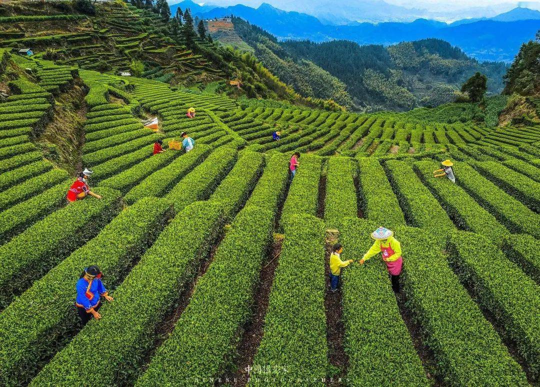 高山云雾茶  曹莉娜 摄高山云雾茶园  潘莉 摄悠谷藏香  楼国强 摄